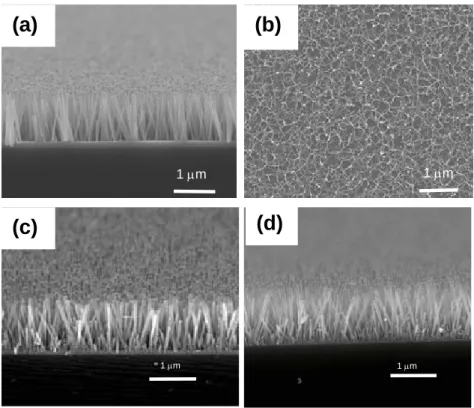 Fig. 2. SEM images of (a) as-grown ZnO and annealed ZnO nanorods at 800 o C  in (b) H 2 /N 2 