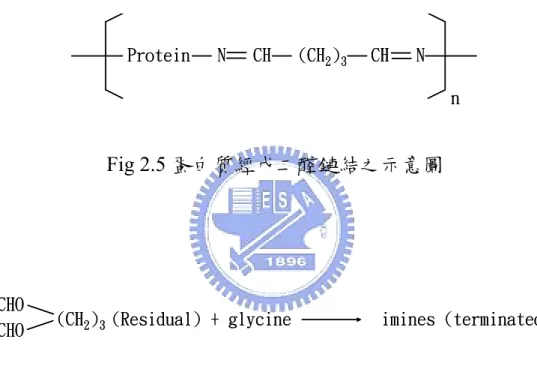 Fig 2.6 甘胺酸與殘留的戊二醛反應方程式 