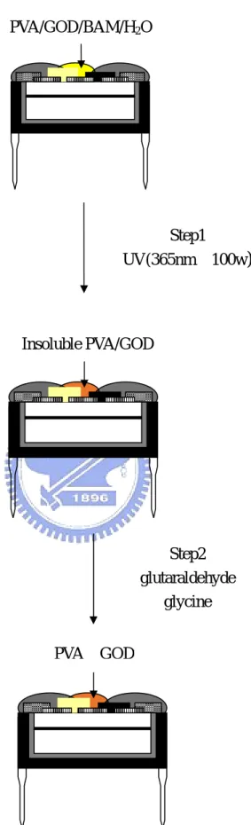 Figure 3.5 Preparation of enzyme layer on glucose-sensitive  diode by PVA insolubilization and GOD 