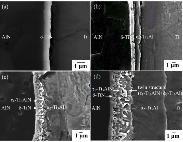 Fig. 2. 1.  SEM micrographs showing the AlN/Ti interfaces after annealing at  1000  o C for (a) 0.1 h; (b) 0.5 h; (c) 3 h; (d) 36 h, respectively