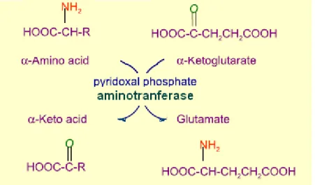 Figure I.2. Depiction of a general transamination reaction. In many aminotransferase  reactions,  α-ketoglutarate is the amino group acceptor