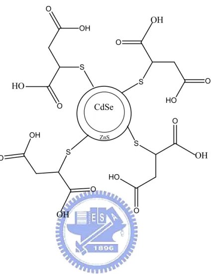 圖 4-10 硫醇琥珀酸包覆水溶性 CdSe/ZnS 量子點結構示意圖SOOOHOHSOOHOOSOOHOHSOOHOOHHOdCdSeZnS 