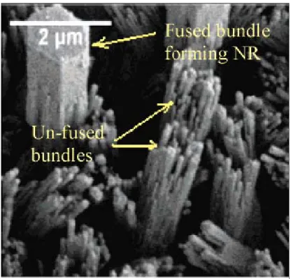 圖 2 - 5  一維氧化鋅奈米結構熔合成長之 SEM 表面形態圖  [J. Mater. Chem., 2004, 14, 2575] 