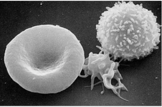 Figure 1.1: The cells in blood. From left to right: red blood cell, platelet and white blood cell.