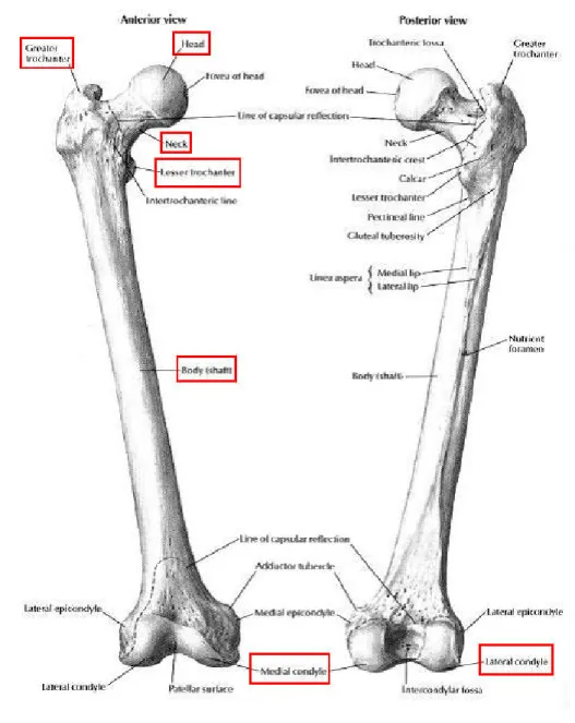 圖 1.1、股骨解剖構造 