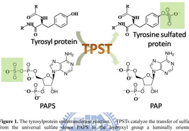 Figure 1. The tyrosylprotein sulfotransferase reaction.  TPSTs catalyze the transfer of sulfate  from the universal sulfate donor PAPS to the hydroxyl group a luminally oriented  peptidyltyrosine residue to form a tyrosine O 4 -sulfate ester and 3’, 5’-ADP