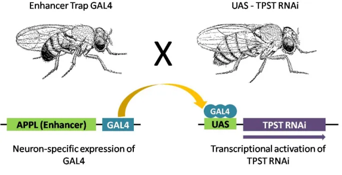 Figure 2. Directed gene expression in D. melanogaster.  To generate transgenic lines  expressing GAL4 in neuron-specific patterns, the GAL4 gene is inserted randomly into the  genome, driving GAL4 expression from genomic enhancer (APPL)