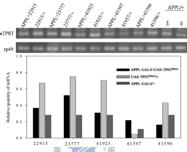 Figure 3. TPST mRNA expression of five neuron-specific TPST knockdown lines  detected by RT-PCR