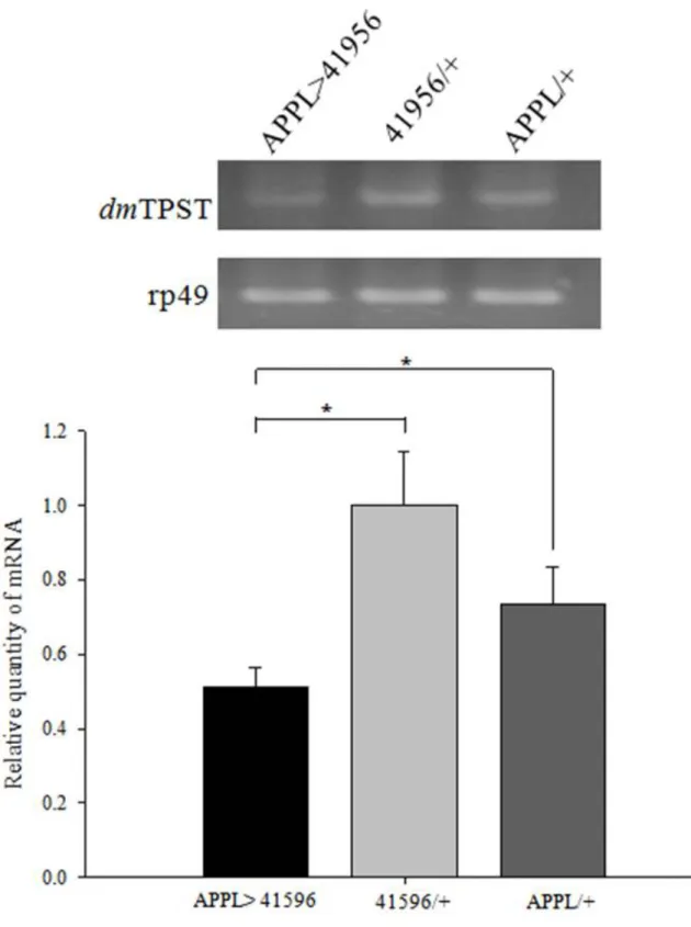 Figure 4. RNAi knockdown of TPST in the fly detected by RT-PCR. The neuron-specific  TPST knockdown by APPL-GAL4