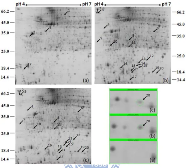 Figure 5. 2-D electrophoresis of neuron-specific TPST knockdown fly and two controls. 