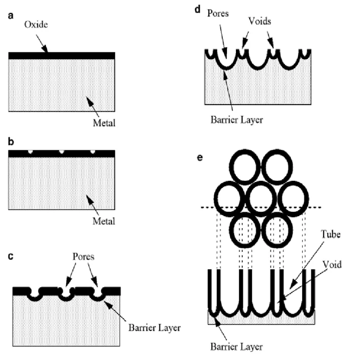 Figure  2 2-2      Schematic diagram of nanotube evolution at constant anodization voltage: (a)  Oxide layer formation, (b) pit formation on the oxide layer, (c) growth of the  pit  into  scallop  shaped  pores,  (d)  the  metallic  region  between  the  p