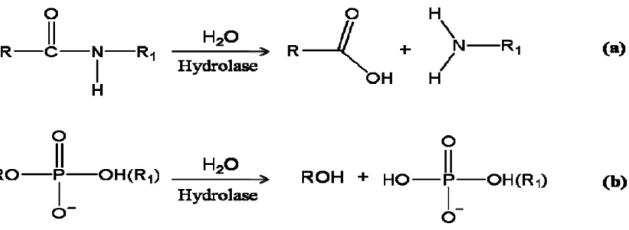 Figure 1.1. Binuclear metallohydrolases catalyze hydrolysis of peptide or phosphate  ester bonds