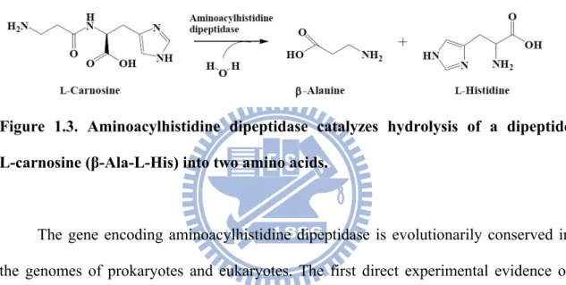 Figure 1.3. Aminoacylhistidine dipeptidase catalyzes hydrolysis of a dipeptide  L-carnosine (β-Ala-L-His) into two amino acids