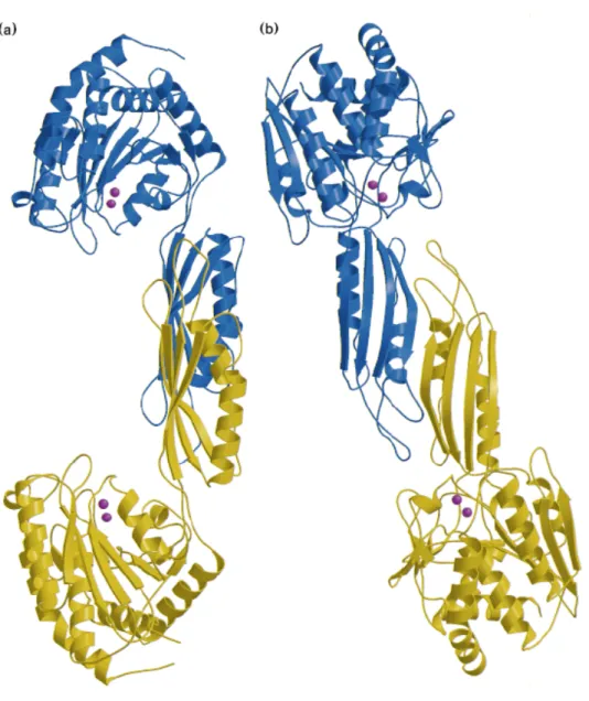 Figure 1.4. Ribbon diagrams of the CPG 2  dimers. Views from different orientations  are presented in (a) and (b)