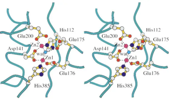 Figure 1.5. Stereo view of the metal ions binding site in CPG 2 . Ball-and-stick  representation of the two zinc ions and their binding residues are shown