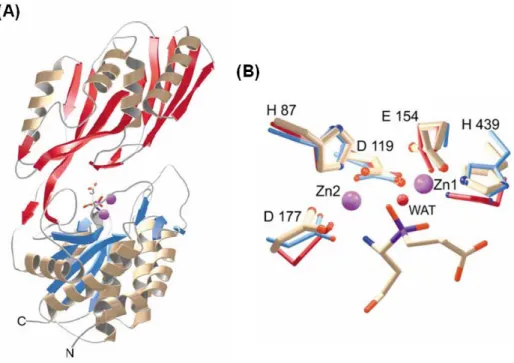 Figure 1.6. The crystal structure of L. delbrueckii PepV. Ribbon diagram (A) of the  enzyme and local view (B) of the zinc ion binding cavity
