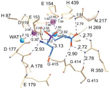 Figure 1.7. Schematic of the active site of PepV. The Asp-Ala phosphinate inhibitor  mimics the dipeptide substrate, as shown in blue