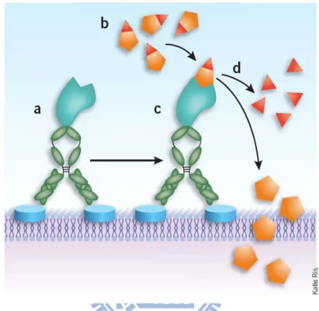 Figure 1.8. Schematic of Antibody-Directed Enzyme Prodrug Therapy (ADEPT) 42 .  (a) First, the mAb-enzyme conjugate binds to its target tumor cell-surface antigen