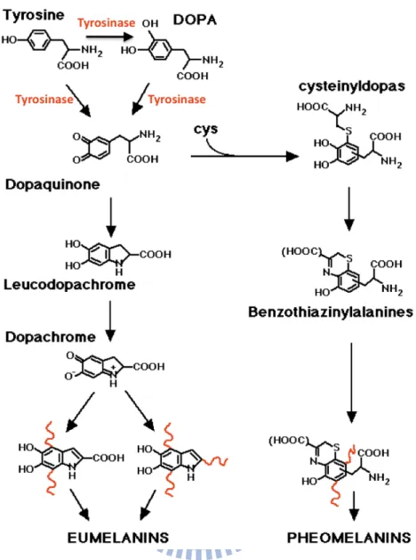 Figure 1.10. The tyrosine metabolism pathway. Tyrosinase catalyzes the  o-hydroxylation of phenols, and further oxidation of the resultant catechol leads to  processing of o-quinone