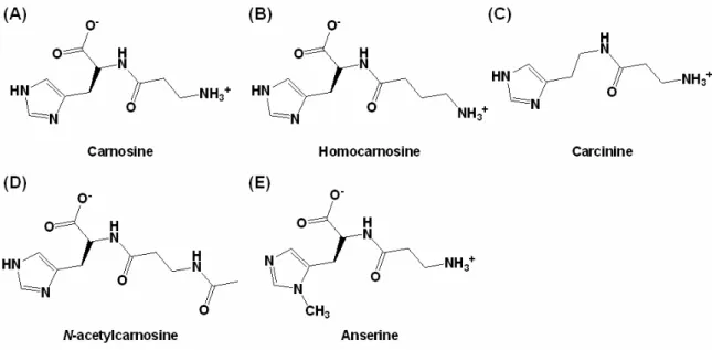 Fig. 2 Common histidine-containing dipeptides present in mammals. 