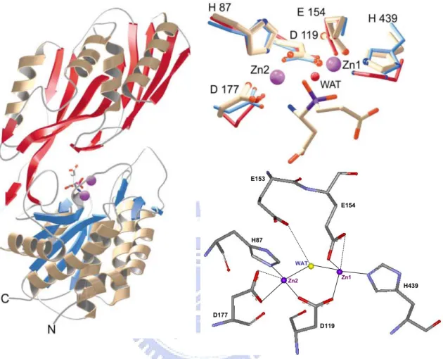 Fig. 3 The Overall structure of PepV and the stereo view of catalytic and zinc binding  residues of PepV