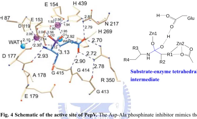 Fig. 4 Schematic of the active site of PepV. The Asp-Ala phosphinate inhibitor mimics the  dipeptide substrate is shown in blue