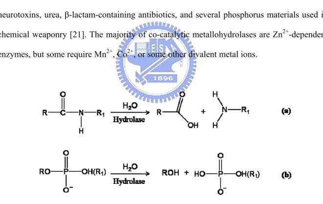 Fig. 1:Binuclear metallohydrolases that catalyze the hydrolysis of peptide and  phosphodiester bonds