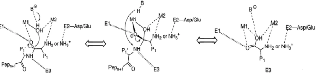 Fig. 2: A generalized mechanistic scheme for metalloaminopeptidases. First, the  substrate binds to the active site, with the carbonyl group of the scissile peptide bond  interacting with M1 and a conserved enzyme residue, E1
