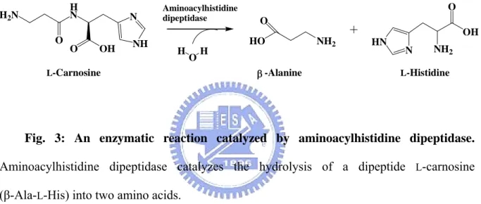 Fig. 3: An enzymatic reaction catalyzed by aminoacylhistidine dipeptidase. 