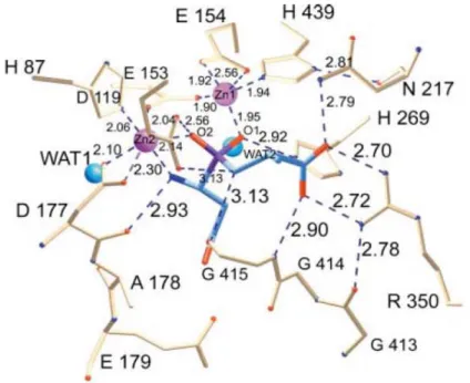 Fig. 5: Schematic of the active site of PepV. The Asp-Ala phosphinate inhibitor  mimics the dipeptide substrate, as shown in blue