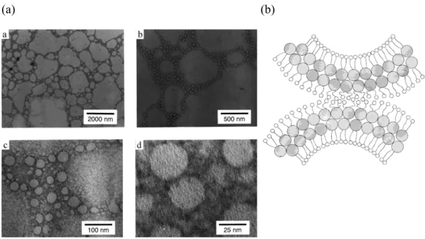 Figure 1-9. (a) TEM micrographs of dispersed vesicles at various magnifications. (b)  Schematic drawing showing the contacting regions of two vesicles