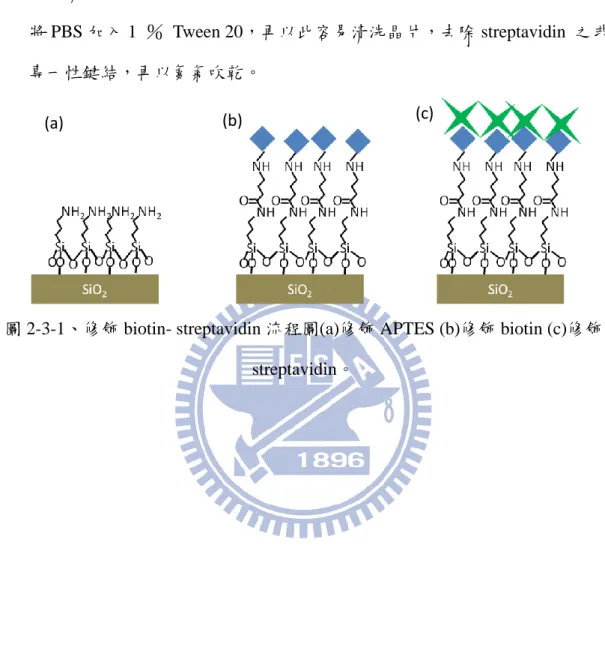 圖 2-3-1、修飾 biotin- streptavidin 流程圖(a)修飾 APTES (b)修飾 biotin (c)修飾 streptavidin。 