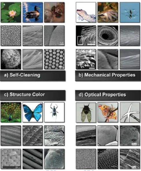Figure 1.1 Multi-scale structures in biology. Four types of interesting biological 