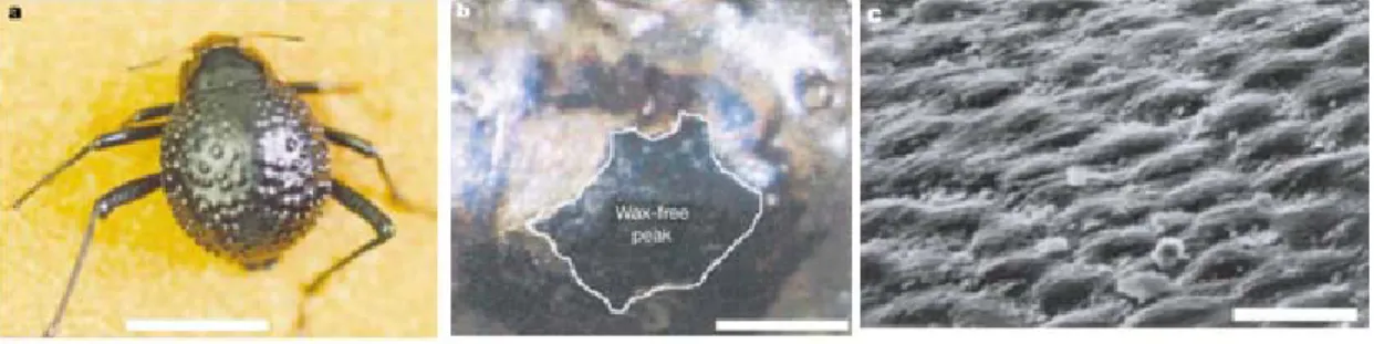 Figure 1.2 The water-capturing surface of the fused overwings (elytra) of the desert 