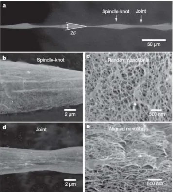 Figure 1.3 Structure of wet-rebuilt spider silk. (a) Environmental SEM image of 
