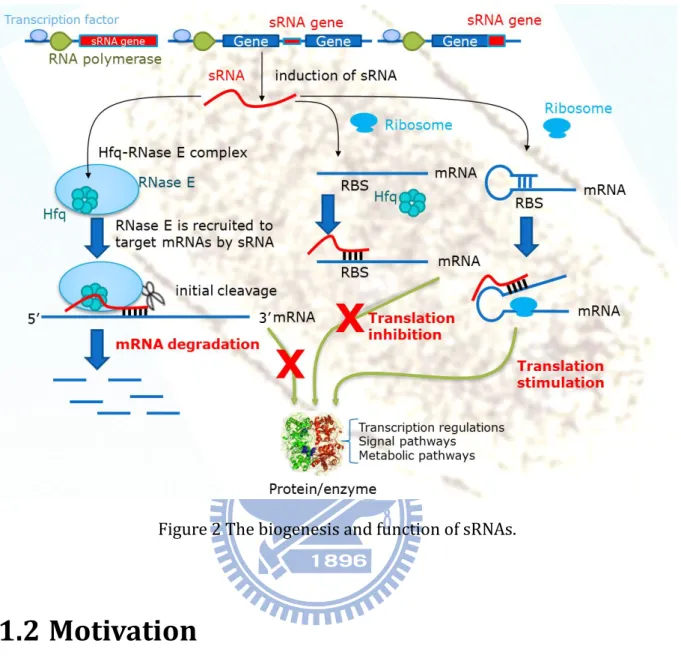 Figure 2 The biogenesis and function of sRNAs. 