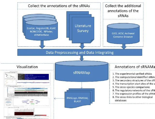 Figure 5 The data generation flow of sRNAMap. 