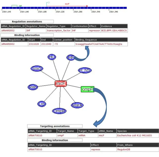 Figure 7 The interface of the sRNA relations in sRNAMap. 