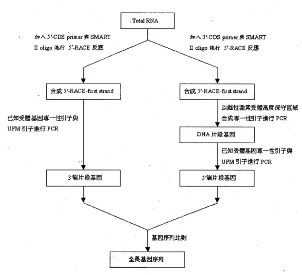 圖 2 雌性激素受體基因全長之選殖流程圖 