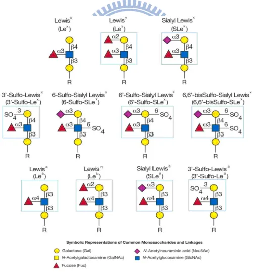 Figure 1. Type-1 and type-2 Lewis determinants 