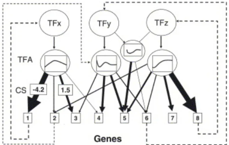 Figure 2.1: Illustration of Gene Regulatory Network[25] 