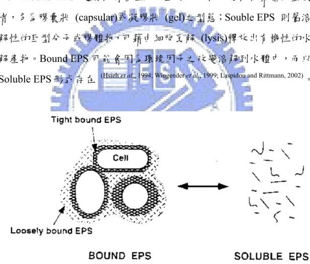 圖 2-3  Bound EPS &amp;Soluble EPS  (Wingender et al. 1999) 