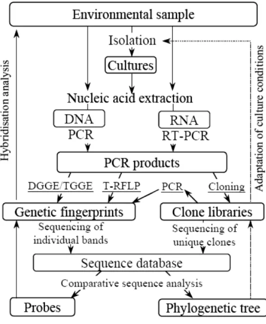 圖 2-4  微生物族群在組成和結構分析上之步驟 (Muyzer and Smalla, 1998) 