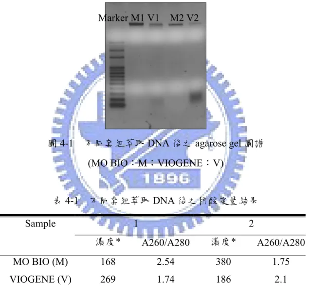 圖 4-1  不同套組萃取 DNA 後之 agarose gel 圖譜  (MO BIO：M；VIOGENE：V)  表 4-1  不同套組萃取 DNA 後之核酸定量結果  Sample 1  2  濃度*  A260/A280 濃度*  A260/A280 MO BIO (M)  168  2.54  380  1.75  VIOGENE (V)  269  1.74  186  2.1  *DNA 濃度單位：ng/μL  Marker M1 V1    M2 V2 