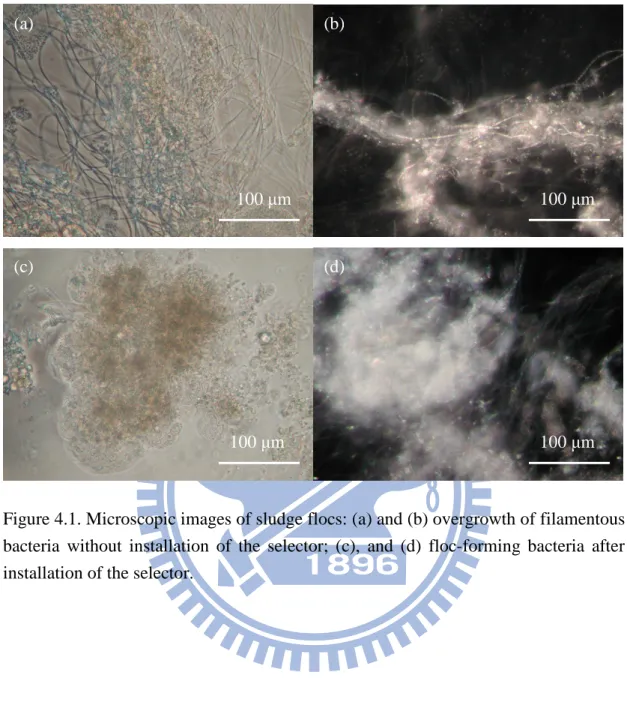 Figure 4.1. Microscopic images of sludge flocs: (a) and (b) overgrowth of filamentous  bacteria  without  installation  of  the  selector;  (c),  and  (d)  floc-forming  bacteria  after  installation of the selector