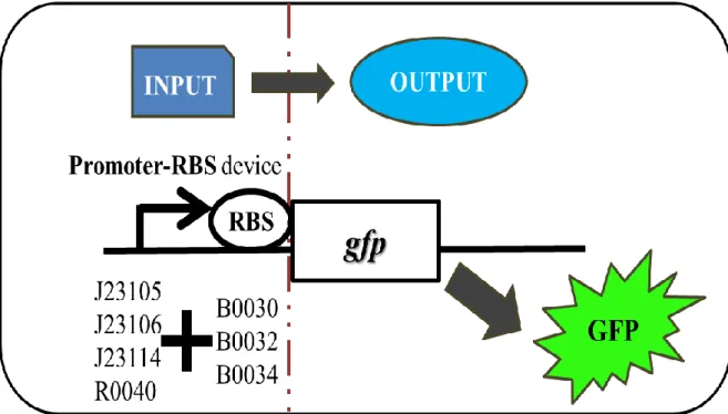 Figure  2:  Combinatorial  promoter-RBS  architecture  reveals  constitutive  expression