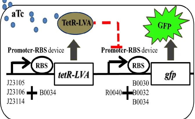 Figure 9: The schematic diagram for measuring the promoter-RBS activities  included 9 sets of combinatorial promoter-RBS devices