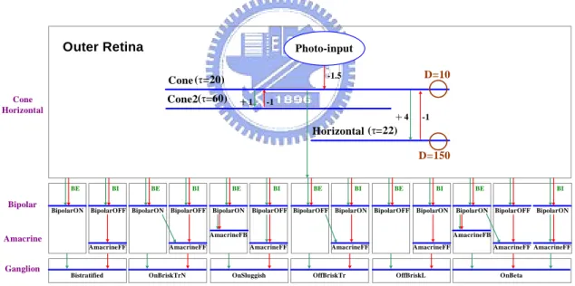 Fig. 4. The CNN model of outer and inner plexiform layer including cone cells,  horizontal cells, bipolar cells, amacrine cells, and ganglion cells