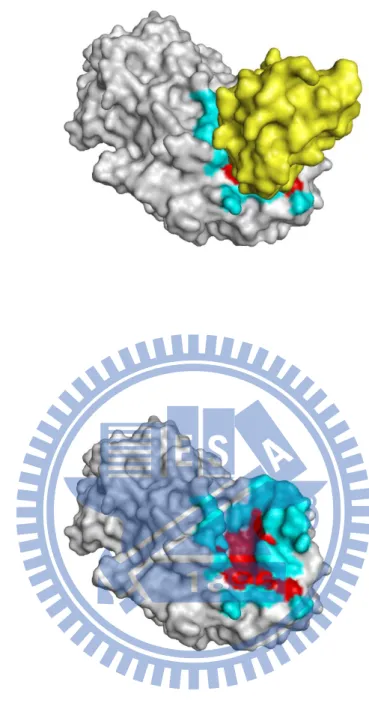 Figure  4.  Visualization  of  the  core  interface  and  the  peripheral  interface  (PDB  entry  1tmq)  (A)  Chain  A  and  chain  B