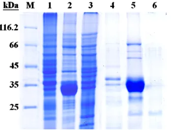 圖  7、pET30a-Eam-GFP 以 IPTG 誘導大量表現後之 SDS-PAGE 